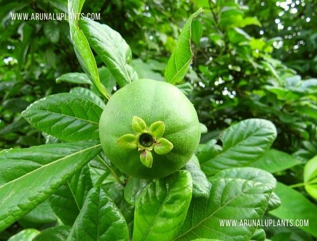 Pala Pandlu Online Plant Shop
