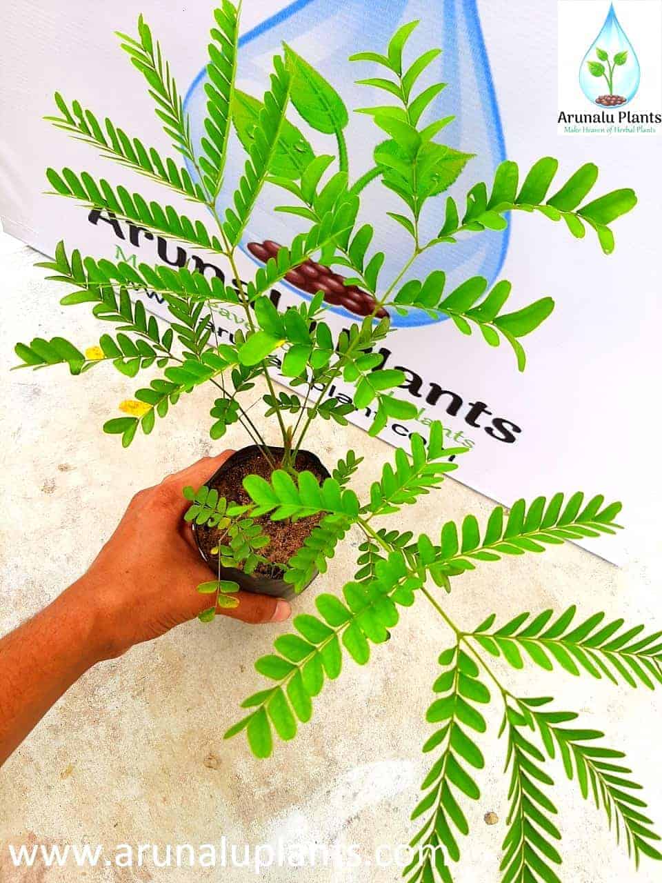 Pathagi Tree Pathagi | Caesalpinia sappan | Sappan Wood | පතඟි | Arunalu Plants