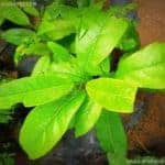 Ankenda | Acronychia pedunculata | Claw Flowered Laurel