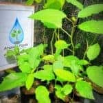Indian Deththa | Baliospermum montanum | Danti Plant