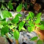 Kalu Kemmeriya | Solanum americanum