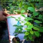 Aralu | Terminalia chebula | Arjun Plants