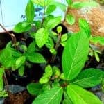 Attikka | Ficus racemosa