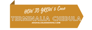 How to Grow & Care Terminalia chebula
