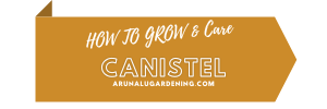 How to Grow & Care canistel