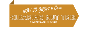 How to Grow & Care clearing nut tree