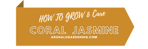 How to Grow & Care coral jasmine