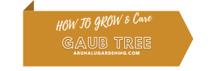How to Grow & Care gaub tree