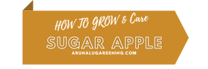 How to Grow & Care sugar apple