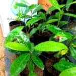Kothala Hibutu | Salacia reticulata | Kothala Himbutu