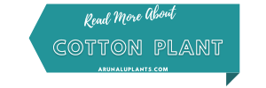 More Info cotton plant