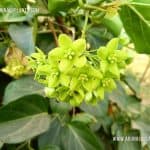 Aguna | Wattakaka volubilis | Cotton Milk Plant