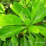 Attamura | Fagraea ceilanica | Perfume Flower Tree