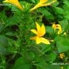 flowering medicinal plants