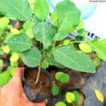Gammalu | Pterocarpus Marsupium