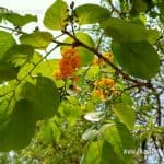 Gammalu | Pterocarpus Marsupium | Indian Kino Tree