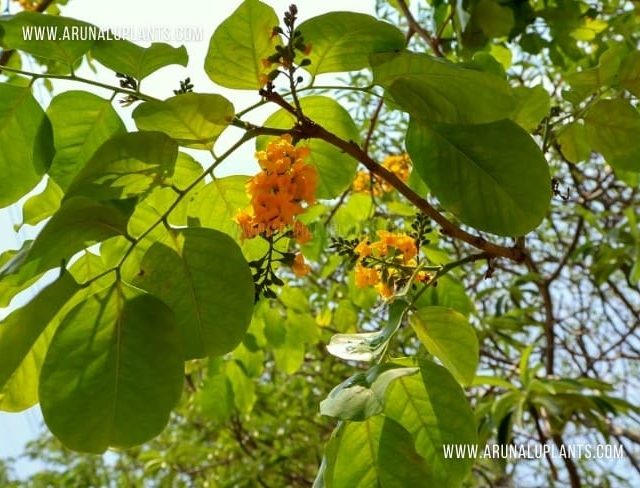 Gammalu | Pterocarpus Marsupium | Indian Kino Tree