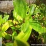 Heen Bovitiya | Osbeckia octandra