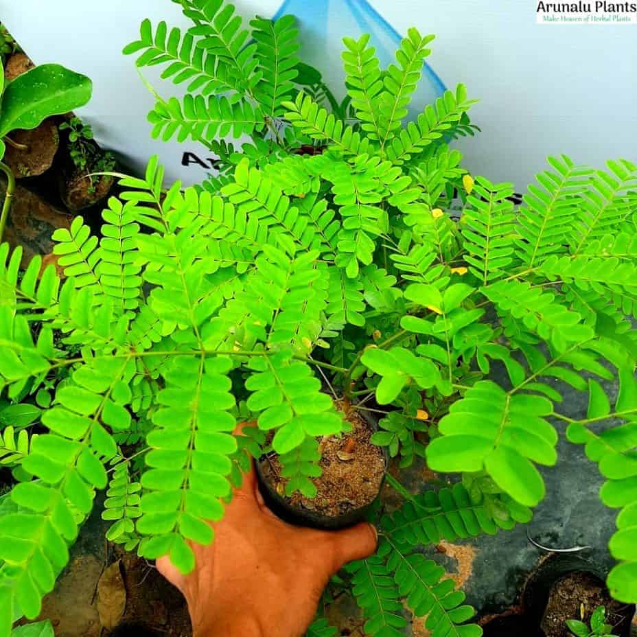 Pathagi Tree 100 medicinal plants and their uses | Arunalu Plants