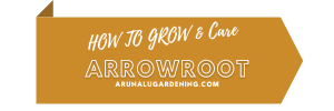 how to grow & care arrowroot