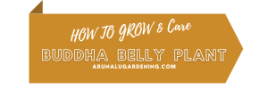 how to grow & care buddha belly plant