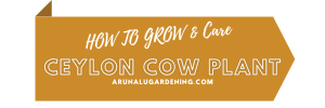how to grow & care ceylon cow plant