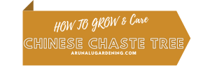 how to grow & care chinese chaste tree