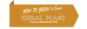 how to grow & care coral plant