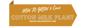how to grow & care cotton milk plant