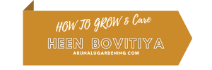 how to grow & care heen bovitiya