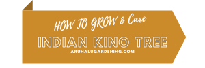 how to grow & care indian kino tree