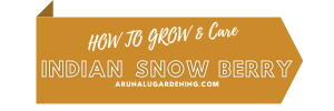 how to grow & care indian snow berry