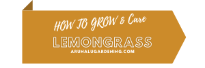 how to grow & care lemongrass