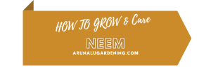 how to grow & care neem