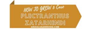 how to grow & care plectranthus zatarhendi