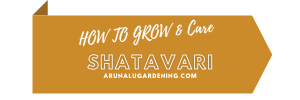 how to grow & care shatavari
