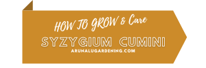 how to grow & care syzygium cumini