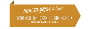 how to grow & care thai nightshade
