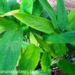 Hulankeeriya | Maranta arundinacea | Arrowroot