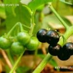 Kalu Kemmeriya | Solanum americanum | American Nightshade