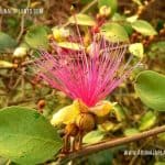 Kalu Wellangiriya | Capparis zeylanica