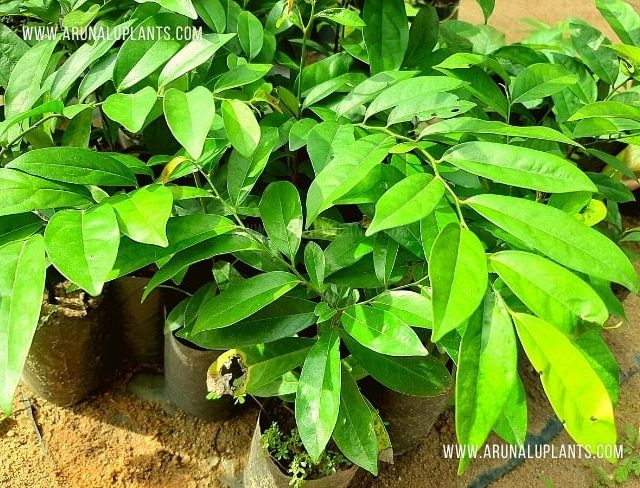 kaluwara plant 1