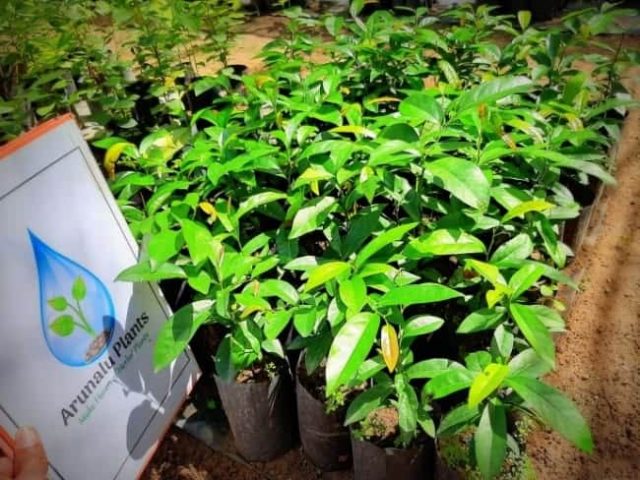 kaluwara plant