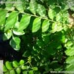 Karapincha | Curry Leaf | Murraya koenigii