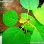 Keppetiya | Croton laccifer | Theppadi