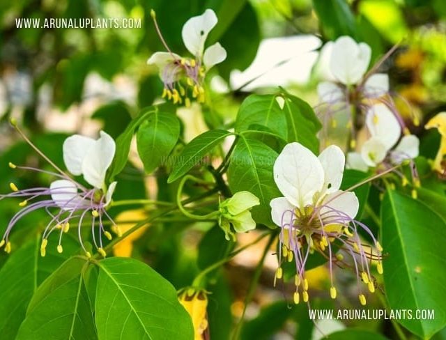 Lunuwarana | Crateva adansonii | Garlic Pear Tree
