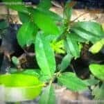 Ma Dan | Syzygium cumini | Java Plum