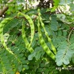 Maditiya | Adenanthera pavonina