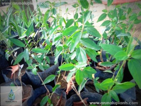 Masbedda | Heen Masbedda | Gymnema sylvestre | Australian Cowplant ...