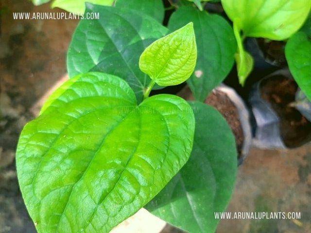 medicinal plants in Sinhala